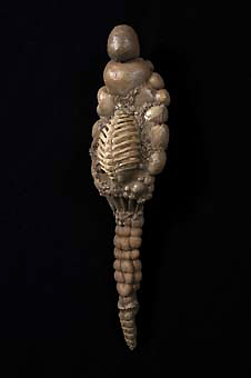 17_18 Bonewomb_13x4x3in