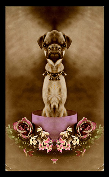 4fibis_2nd_birthday