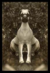 4bottom-heavy-pug