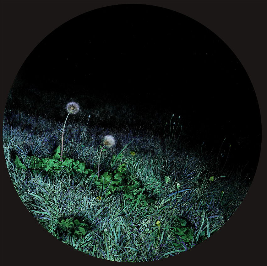 D_night_dandelions