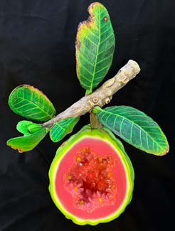 04guava
