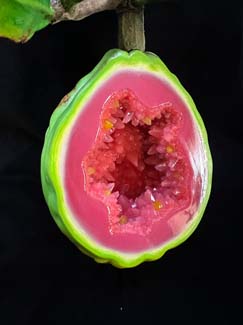 05guava_close