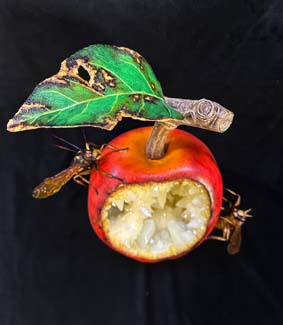 07apple rot
