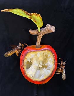 08apple rot3