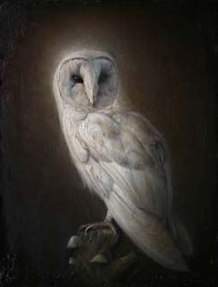 a_uAlbino Barn Owl 14 x 11 